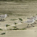 Sanderling