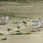 Sanderling