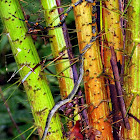 Rainbow Tree Snake