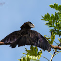 Smooth-billed Ani