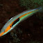 Mediterranean rainbow wrasse