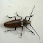 Long-horned beetle