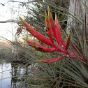 Air Plant