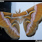 Ailanthus silkmoth