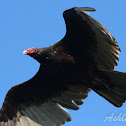 Turkey Vulture