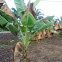 Banana Tree