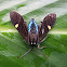 moth