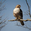 Red-Tailed Hawk (Juvenile)