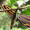 Heliconius