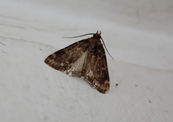 Spotting Image 1