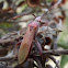 Pod-Sucking Bug