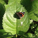 Red Admiral, Vulcano (Italiano)