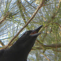 Florida Crow