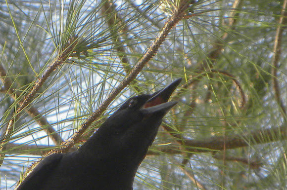 Spotting Image 1