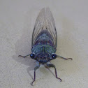 Cicada
