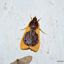 Crambidae