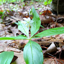 Starflower