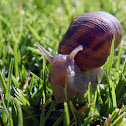 Garden Snail