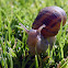 Garden Snail