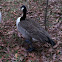 Canadian goose