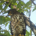 Crested Goshawk