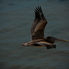 by Justin Kifer - Animals Birds