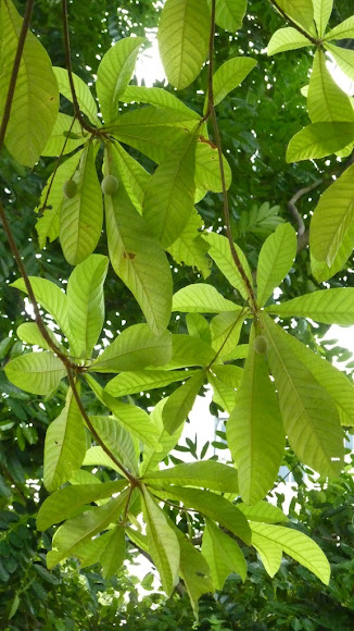 Spotting Image 1