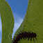 Gulf Fritillary