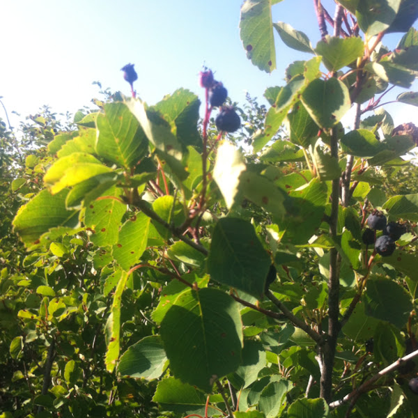 Saskatoon Berry Bush Project Noah
