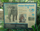 Asian Elephant 