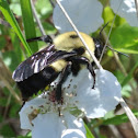 Bumblebee