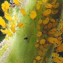 Milkweed or Oleander Aphid