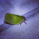 Plant hopper