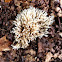 Crowned Clavaria
