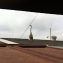 Blue Heron