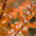 Crape Myrtle