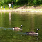 Canada goose
