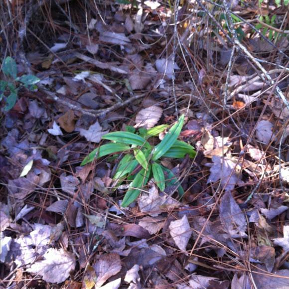Spotting Image 1