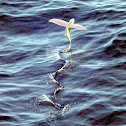 Flying Fish