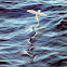 Flying Fish