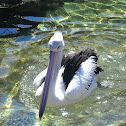 pelican