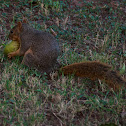 Fox Squirrel