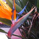 Bird of Paradise 