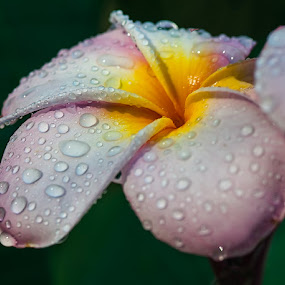 Plumeria  by Lynn Wiezycki - Nature Up Close Flowers ( plumeria, water drops, pink, dewdrops, yellow, flower )