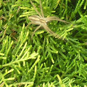 Arachnida