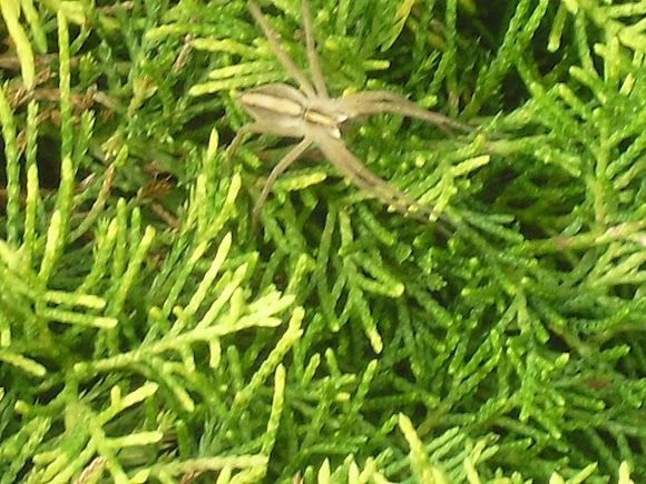 Spotting Image 1