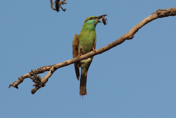 Spotting Image 1