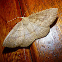 Moth