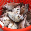 Porgies