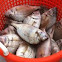 Porgies